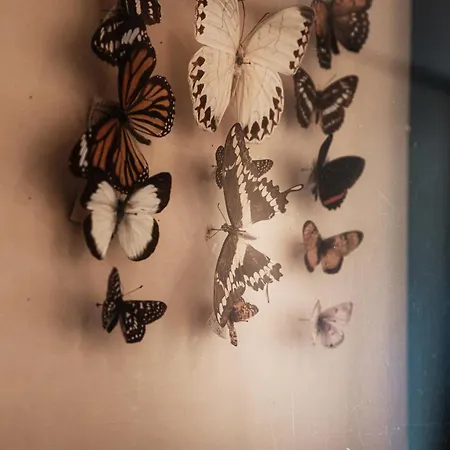 Rossa - By Myhomeincomo